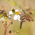 Landscaping Pests in Camden County, New Jersey: How to Keep Your Yard Pest-Free